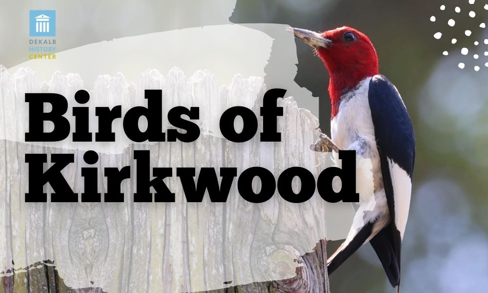 DHC Programs: Birds of Kirkwod